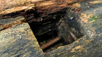 Old rotted and damp wood log with cracks, hole and moss. Empty space for design and text. Natural wallpaper. No people. photo