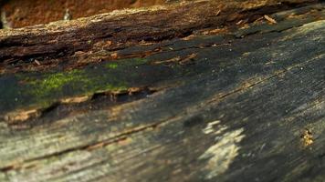 Old rotted and damp log with cracks and moss. Empty space for design and text. Natural wallpaper. No people. photo