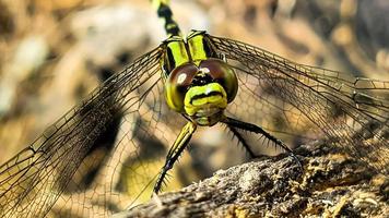 a black-green dragonfly perched on a brown cracked old log wood during the day, front view photo