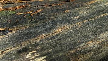 Rotted and damp wood log with cracks and moss. Empty space for design and text. Natural wallpaper. No people. photo