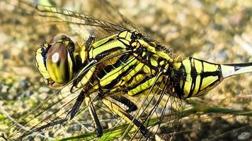 a yellow dragonfly perched on a brown rocky surface during the day, side view photo