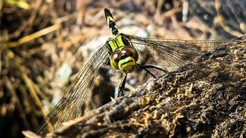 a yellow-green dragonfly perched on a brown cracked old log wood during the day, front view photo