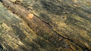 Old rotted and damp wood log with cracks and moss. Empty space for design and text. Natural wallpaper. No people. photo