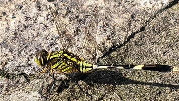 a yellow-green dragonfly perched on a grey rocky surface during the day, side view photo