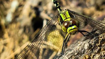 a yellow-black dragonfly perched on a brown cracked old log wood during the day, front view photo