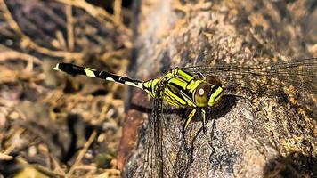 a yellow-green dragonfly perched on a brown cracked old log wood during the day, side view photo