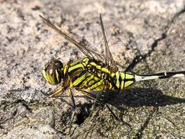 a black-green dragonfly perched on a grey rocky surface during the day, side view photo