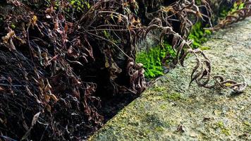 a wild plant with dry, brown leaves growing on a damp brick wall. Empty space for design and text. Nature wallpapers. photo