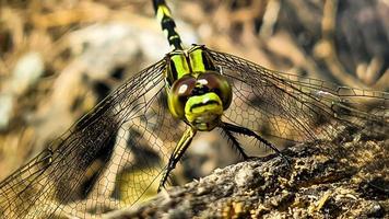 a green dragonfly perched on a brown cracked old log wood during the day, front view photo