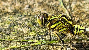 a yellow-black dragonfly perched on a brown rocky surface during the day, side view photo