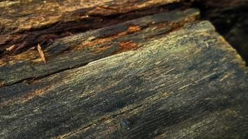 Old rotted and damp wood log with cracks and moss. Empty space for design and text. Natural wallpaper. No people. Horizontal. photo