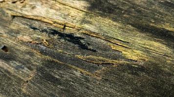 Old rotted and damp wood log with cracks and black moss. Empty space for design and text. Natural wallpaper. No people. photo