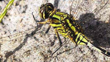 a black-green dragonfly perched on a rocky surface during the day, top view photo