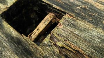 Old rotted and damp wood log with cracks, square hole and moss. Empty space for design and text. Natural wallpaper. No people. photo