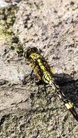 a yellow-green dragonfly perched on a rocky surface during the day, top view photo