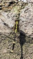 a yellow-green dragonfly perched on a rocky surface during the day, top view photo