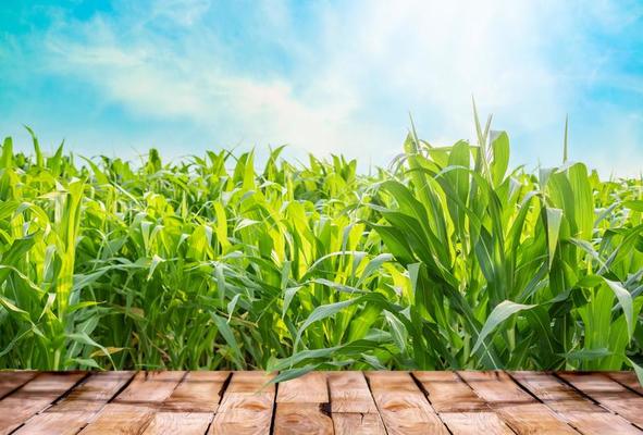 Agriculture Background Stock Photos, Images and Backgrounds for ...
