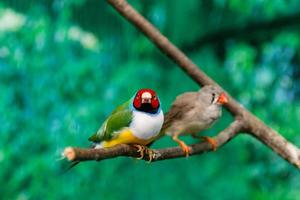 hermosos pájaros guldova amadina erythrura gouldiae sentado en una rama foto