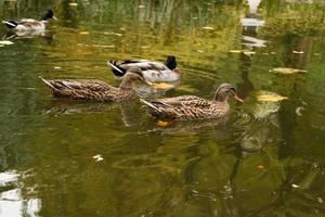 Ducks swimming on the lake photo