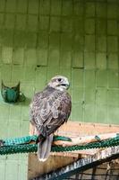 An eagle and a falcon sit on a close-up branch photo