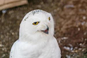 beautiful white owl with yellow eyes and beak photo