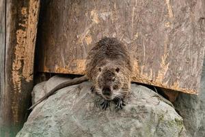 el mojado castor tiene fuera de el agua foto