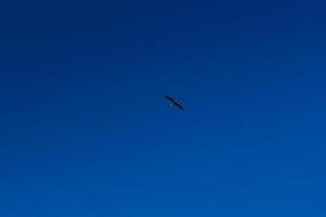 Stork soaring in the blue sky with white clouds photo