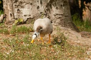 A gray goose walks on the grass photo