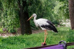 beautiful stork stands on a fence photo