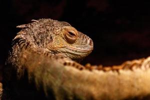 Beautiful iguana green, Iguana iguana photo