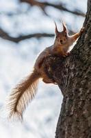 Squirrel sits on a tree photo