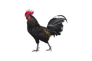 Bantam chicken isolated on white background with clipping path. photo