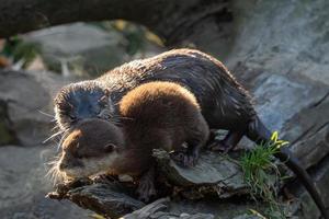 Young asian small-clawed otter also known as the oriental small-clawed otter. This is the smallest otter species in the world. photo