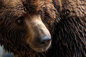 Front view of brown bear. Portrait of Kamchatka bear photo