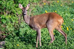 Roe deer, Capreolus capreolus. Wild roe deer in nature. photo