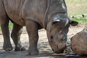 Young eastern black rhinoceros photo