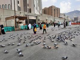 Mecca, Saudi Arabia, March 2023 - Pigeons in the outer courtyard of Masjid al-Haram, Mecca, Saudi Arabia eat grain offered by pilgrims. photo
