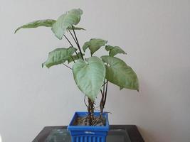 Syngonium varigated plant in a Pot at Home photo