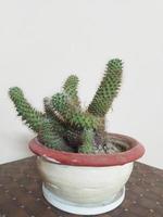 cactus planta en el maceta a hogar foto