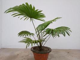 Chinese fan palms  Indoor Plant in a Pot photo