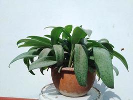 Drimiopsis Maculate lindl and Paxton Plant in a Pot at Home Garden photo