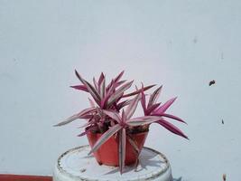 Rhoeo Discolor Tricolor tradescantia Spathacea Plant in a Pot at Home Garden photo