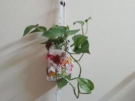 Money plant Hanging on The House Wall photo