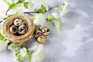 Easter quail eggs in nest and blossoming branch on gray white plaster background photo