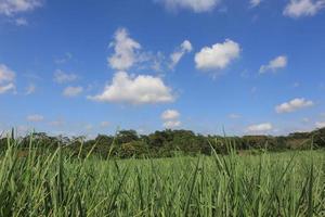 Green Fields of Abundant Growth photo