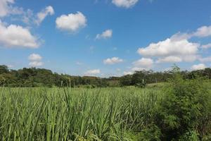 Green Fields of Abundant Growth photo