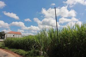 Green Fields of Abundant Growth photo