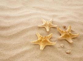 The concept of summer, rest, sea, travel. Starfish and seashells on the sand. top view of sandy background with dunes photo