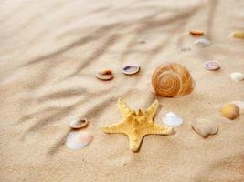 Concept summer, sea, travel. starfish and seashells on the sand. Shade from tropical plants. copy space. View from above photo