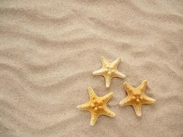 Three starfish are lying on the sand. Concept of vacation, sea, travel photo